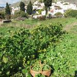 Sitanos, Crete - Space for Special Events